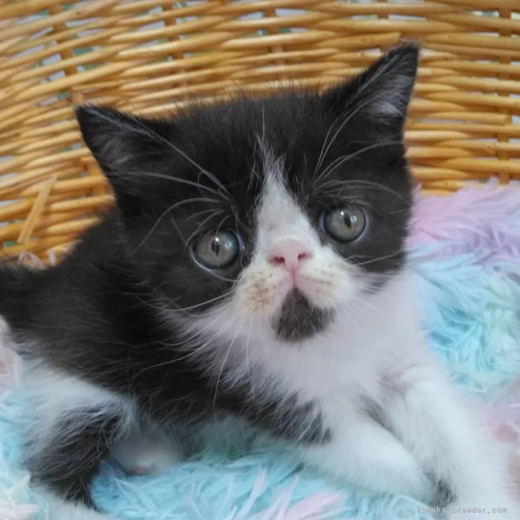 ID：2410-03174の子猫