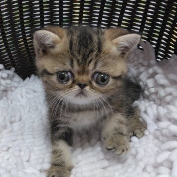 エキゾチックショートヘア【愛知県・男の子・2023年6月22日・ブラウンタビー】の写真「とっても可愛い男の子❤」