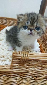 エキゾチックショートヘア【愛知県・女の子・2020年4月24日・ブラウンマッカレルタビー&ホワイト（ショート）】の写真「可愛い女の子❤」