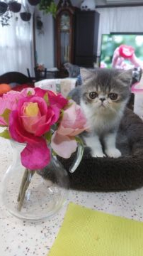 エキゾチックショートヘア【愛知県・女の子・2018年11月30日・ブルータビー&ホワイト】の写真「ヤンチャな女の子❤」