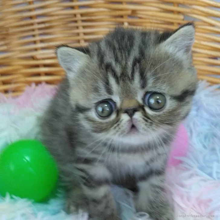 ID：2504-01464の子猫