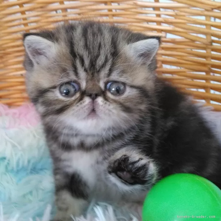ID:2503-00921の子猫