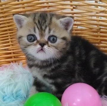 エキゾチックショートヘア【愛知県・男の子・2025年2月4日・ブラウンタビー】の写真「とっても可愛い男の子😙」