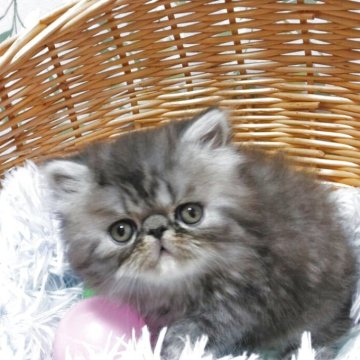 エキゾチックショートヘア【愛知県・男の子・2025年10月18日・シルバーマッカレルタビー（ロング）】の写真「ふわふわ可愛い男の子💕」