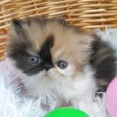 エキゾチックショートヘア