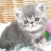 エキゾチックショートヘア