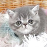 エキゾチックショートヘア