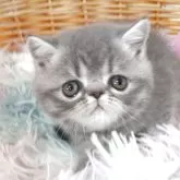 エキゾチックショートヘア