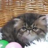 エキゾチックショートヘア【愛知県・男の子・2025年10月18日・ブラウンマッカレルタビー】の写真2