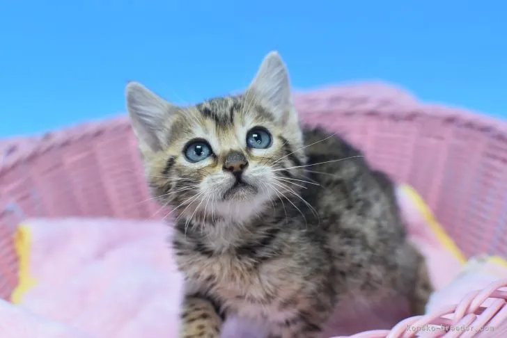 ID：2204-02893の子猫