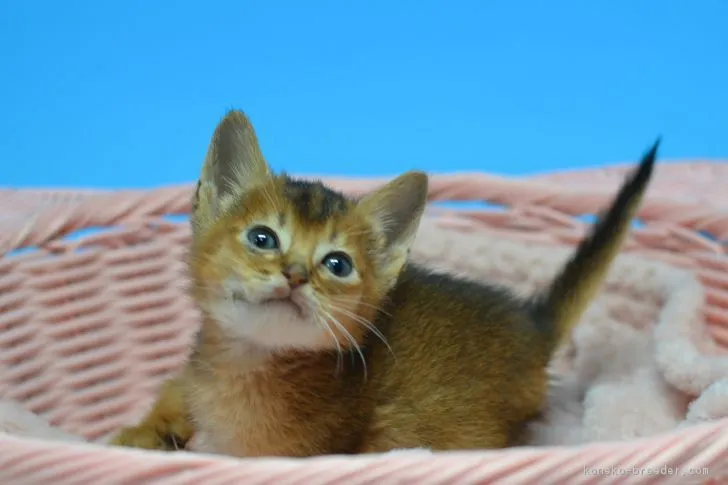 ID：1903-00477の子猫