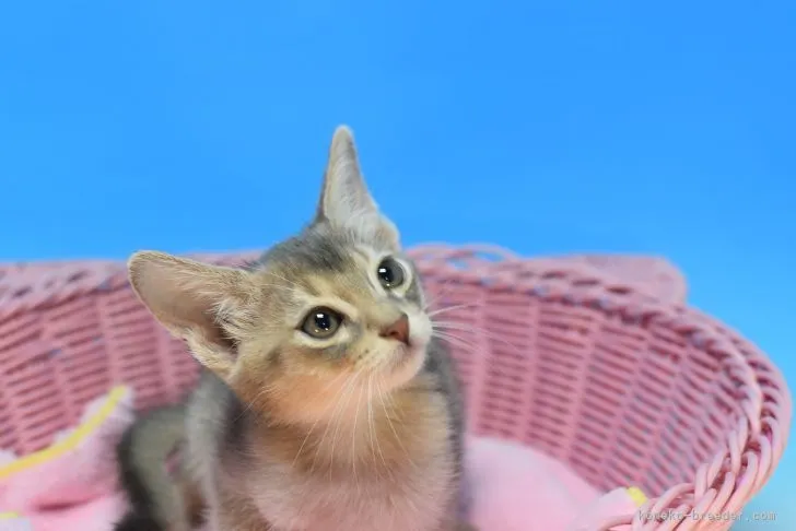 ID:2111-00766の子猫