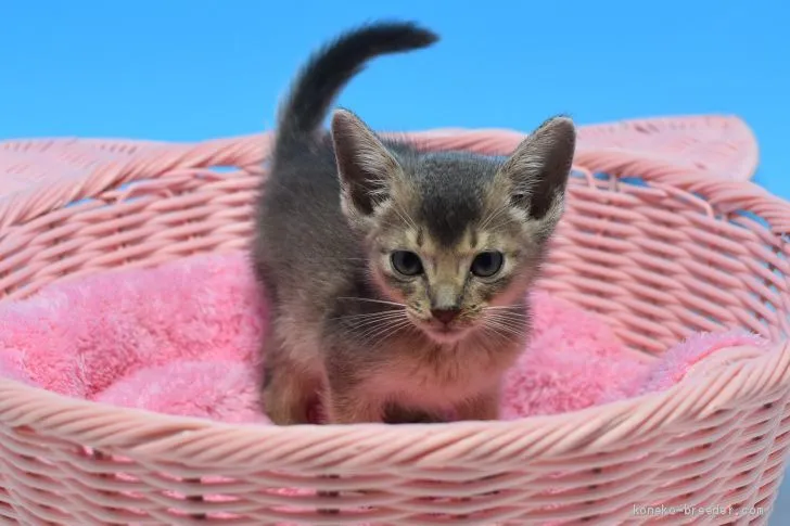 ID:1910-00908の子猫