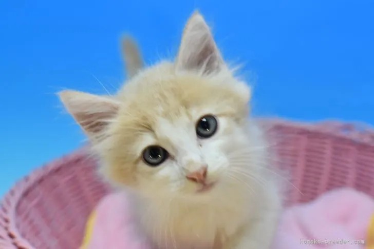 ID:2112-01651の子猫