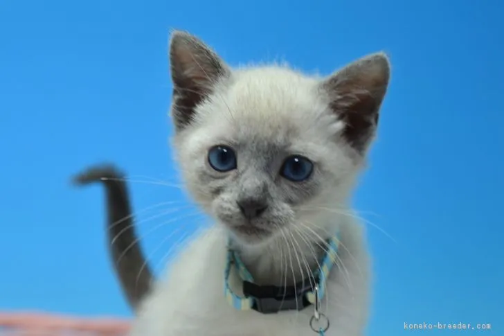 ID：1903-00209の子猫