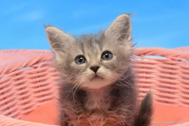 ID:1912-00103の子猫