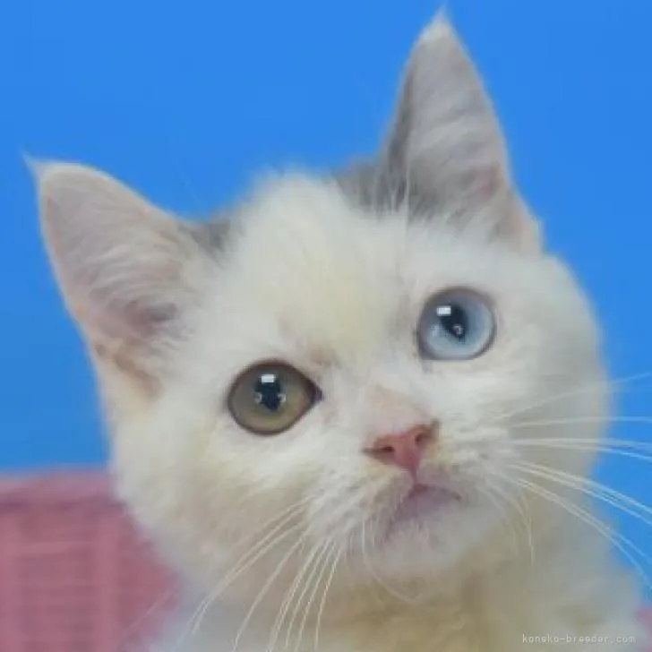 ID:2206-00483の子猫
