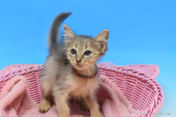 ID:2009-00710の子猫
