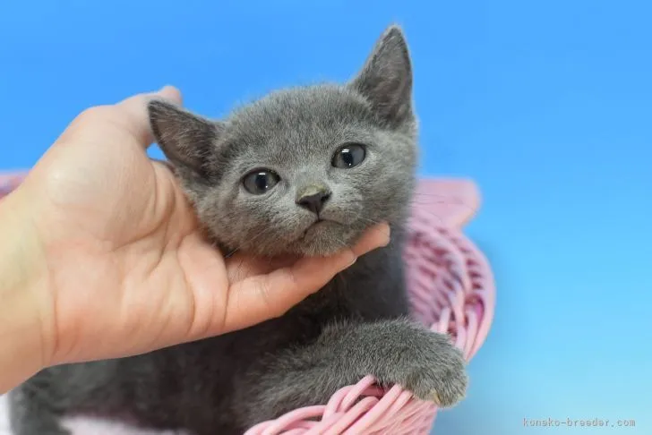 ID：2103-02166の子猫