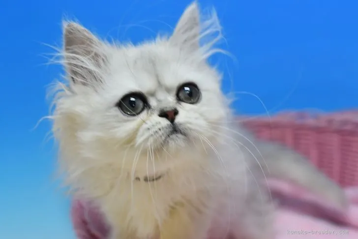 ID:2112-01944の子猫
