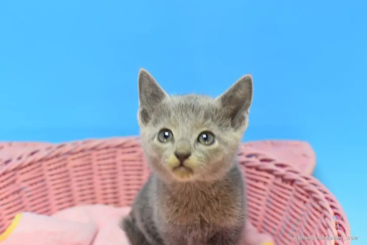 みく 様のお迎えした子猫