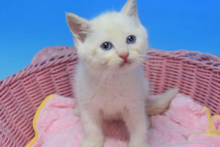 ID：2205-02036の子猫