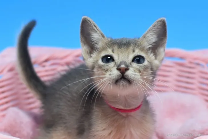 ID:1909-00870の子猫