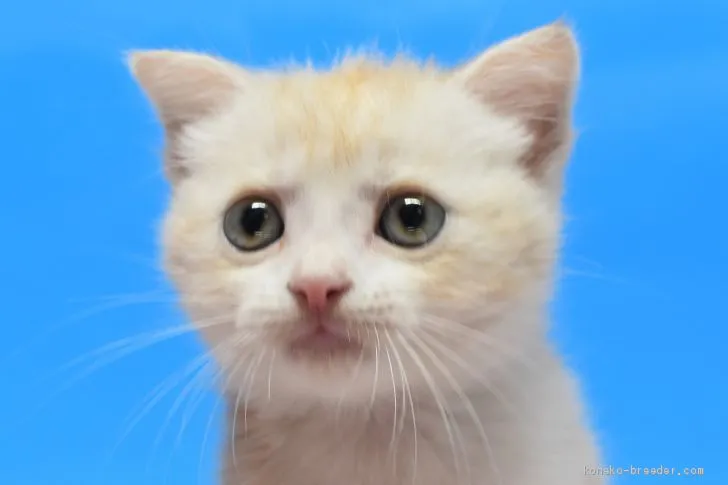 ID：2005-00590の子猫