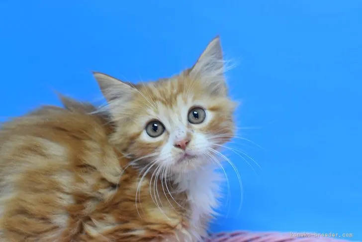 M.I 様のお迎えした子猫