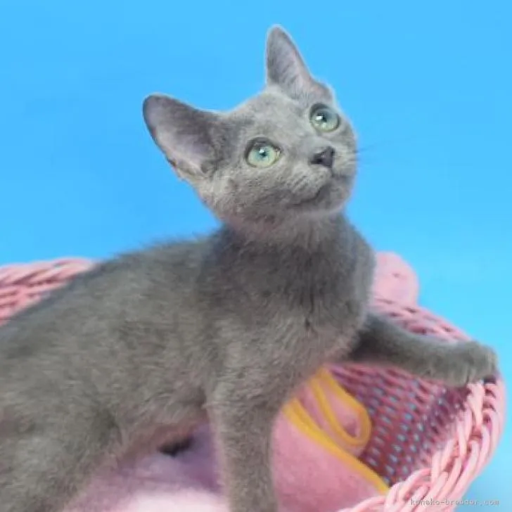 ID：2206-01935の子猫