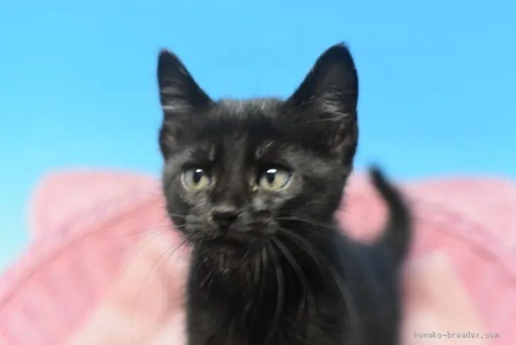 ID：2010-02031の子猫