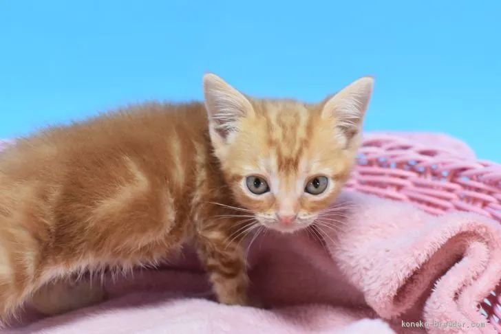ID:2009-01115の子猫