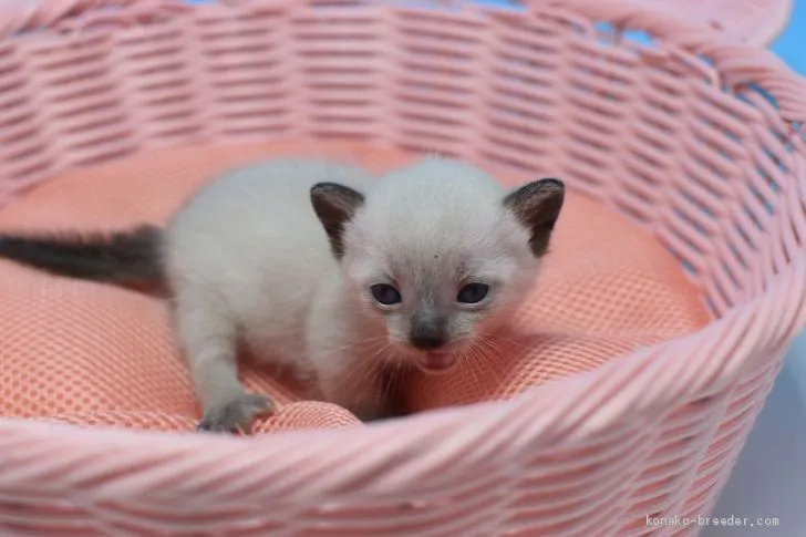 ID:1907-00161の子猫