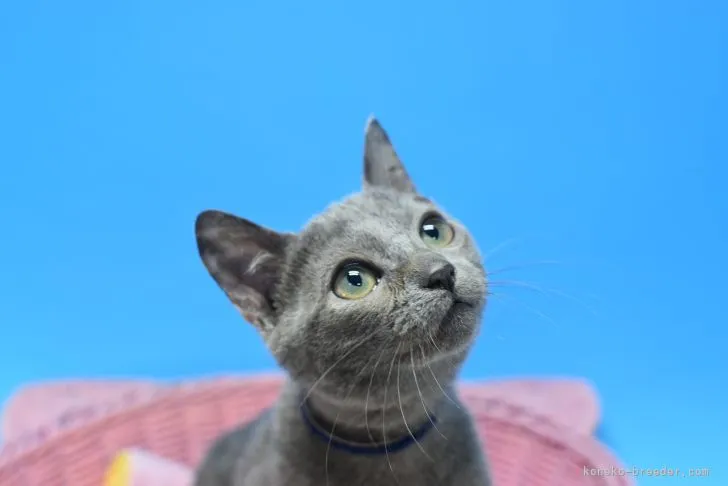 ID:2201-00923の子猫