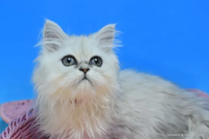 ID:2112-01945の子猫