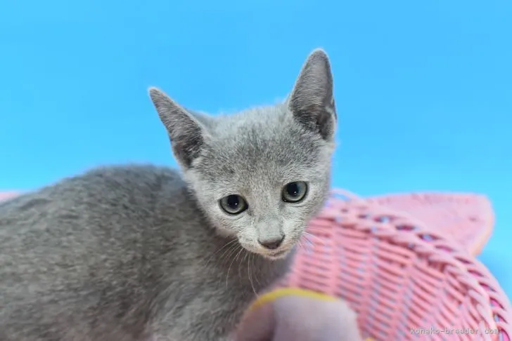 ID：2110-02393の子猫