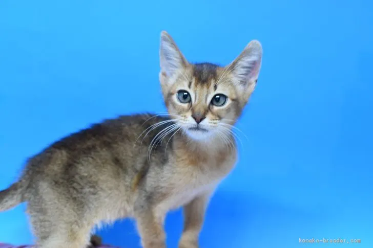ID：2005-00516の子猫