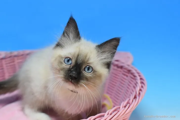 ID：2112-00196の子猫
