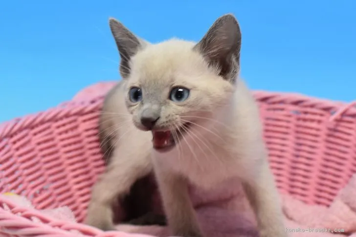 ID:2003-00943の子猫