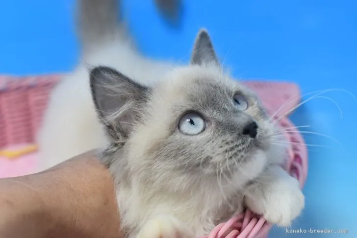 ID：2202-01239の子猫