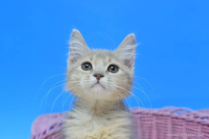 ID：2111-00346の子猫