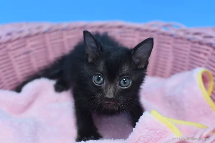 ID:2204-02892の子猫