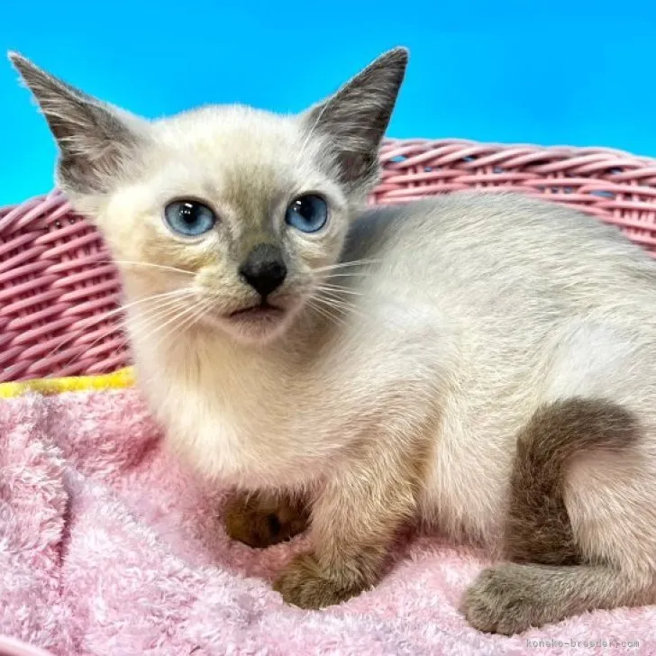 S.H 様のお迎えした子猫