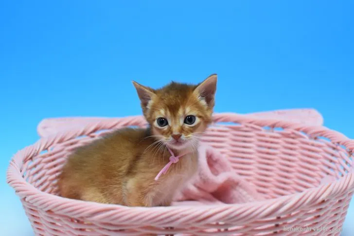 ID：1903-01571の子猫