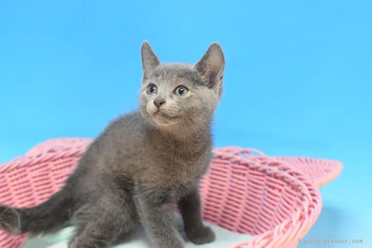 ID:2109-01287の子猫