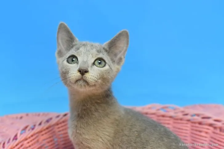 ID:2110-00383の子猫