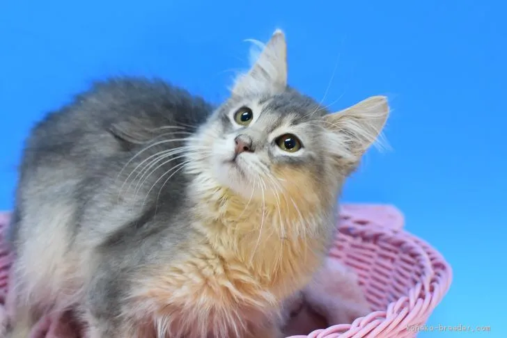 ID：2103-00068の子猫