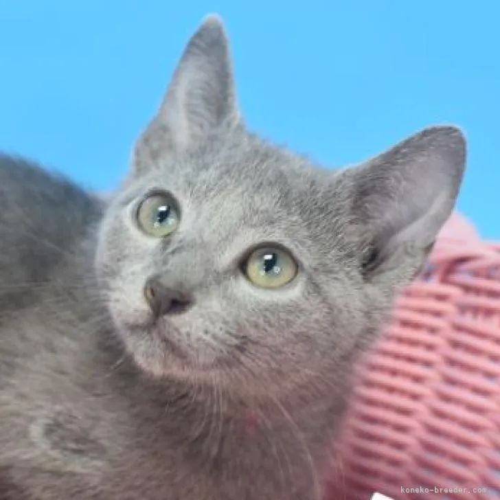ID:2207-00818の子猫