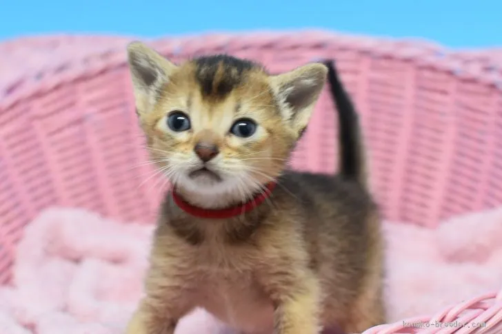 ID:2002-00938の子猫