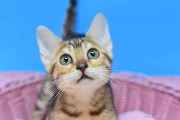 ID:2112-01650の子猫